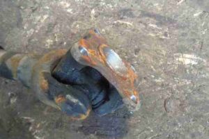 Изображение товара 5206 - 00005206 kardan zadnij SEAT Ibiza 1