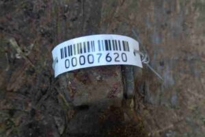 Изображение товара 7620 - 00007620 amortizator zadnij pravyj 1