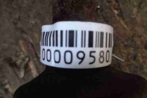 Изображение товара 9580 - 00009580 poluos zadnyaya pravaya Lexus RX 1