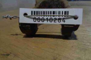 Изображение товара 10284 - 00010284 rychag zadnij pravyj Volvo V50 1