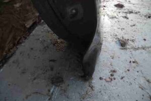 Изображение товара 12930 - 00012930 dver perednyaya levaya 2