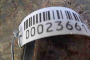 Изображение товара 23661 - 00023661 rychag zadnij levyj nizhnij Volkswagen Amarok 1