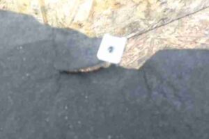 Изображение товара 25086 - 00025086 podkrylok perednij pravyj 2