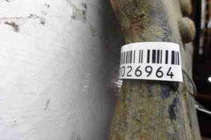 Изображение товара 26964 - 00026964 rychag perednij pravyj nizhnij Fiat Ducato 3