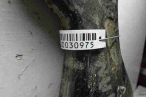 Изображение товара 30975 - 00030975 rychag perednij levyj nizhnij Fiat Ducato 2