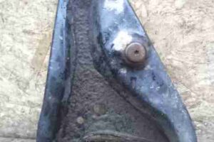 Изображение товара 34667 - 00034667 rychag perednij nizhnij pravyj 1