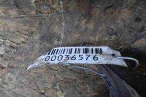 Изображение товара 36576 - 00036576 support zadnij pravyj Peugeot 306 2