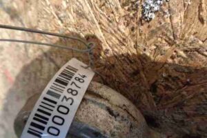 Изображение товара 38784 - 00038784 rychag perednij pravyj nizhnij 1