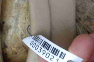 Изображение товара 39021 - 00039021 shtorka zadnyaya Ford Escort 3