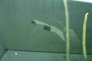 Изображение товара 39168 - 00039168 steklo dveri perednej pravoj 3