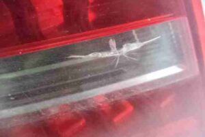 Изображение товара 43237 - 00043237 fonar kryla levyj 3