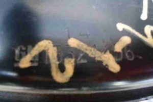 Изображение товара 47096 - 00047096 kulak povorotnyj levyj 1