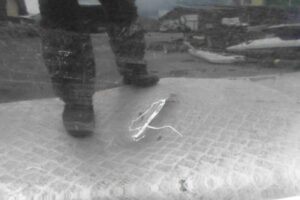 Изображение товара 63798 - 00063798 dver perednyaya pravaya