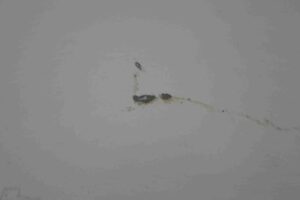 Изображение товара 71408 - 00071408 dver sdvizhnaya 1