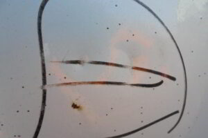 Изображение товара 35w20816 - DSC00048