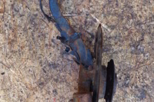 Изображение товара 3378w49142 - DSC024243378 (5)