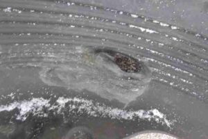 Изображение товара 3050 - 0003050 podkrylok zadnij pravyj 3